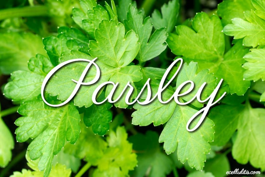 12 Totally Cool Health Benefits of Parsley Ecellulitis Healthy Living