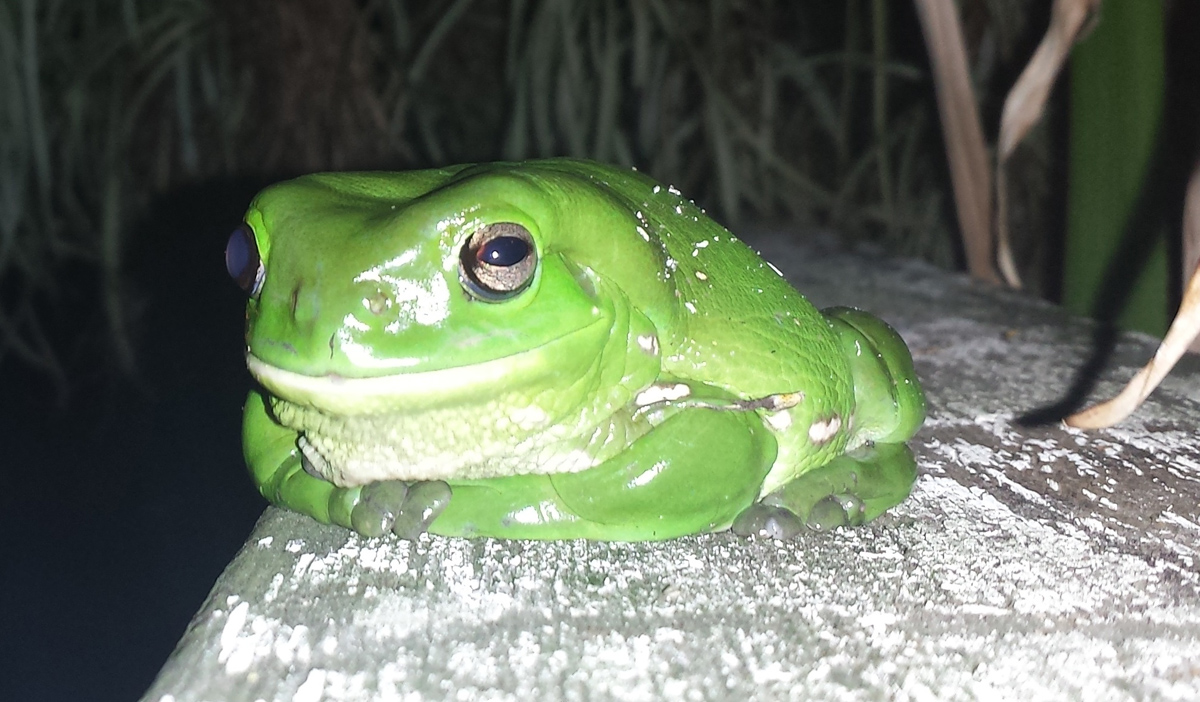 An Xmas look at teeth, frogs and fluoride