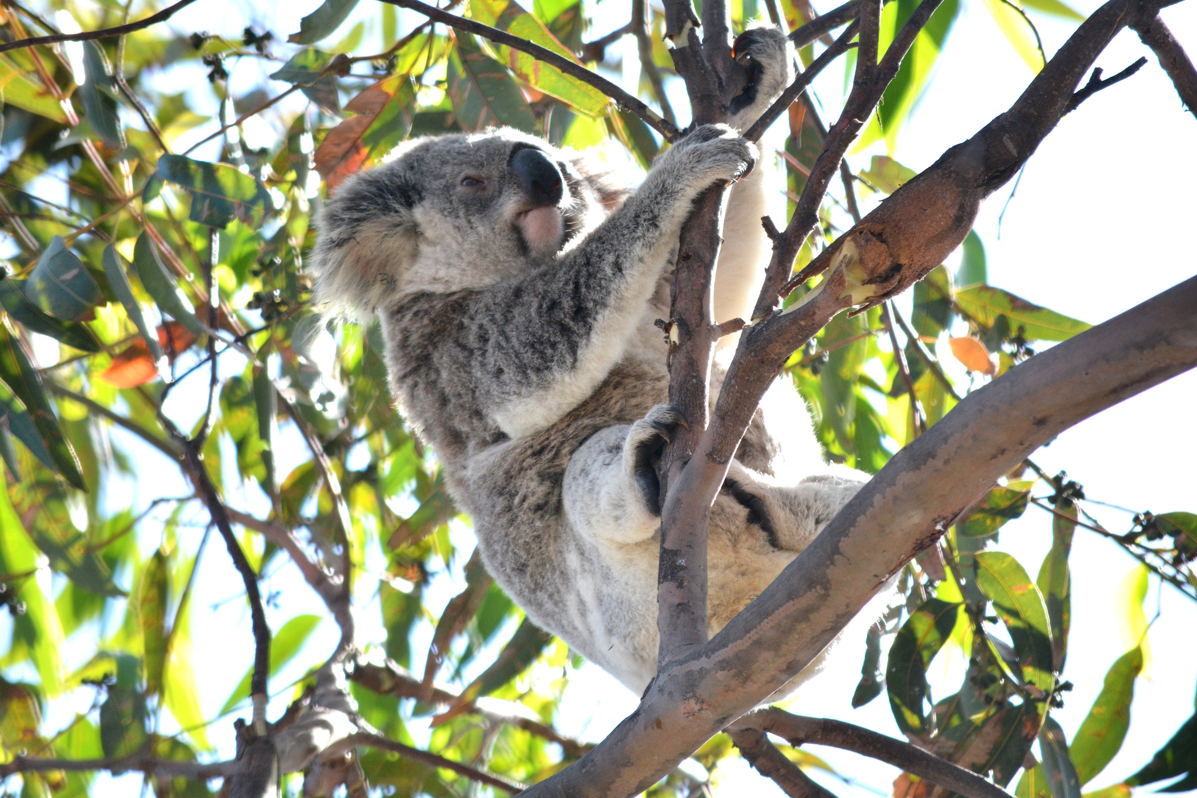Koalas take centre stage at Pottsville