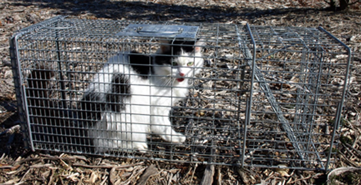 How To Get A Feral Cat Out Of A Tree at Teresa Mchugh blog