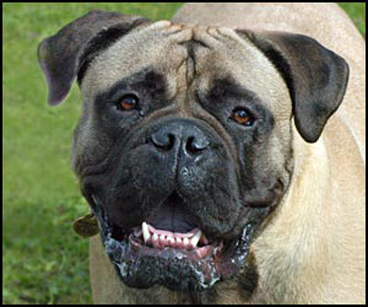 Byron court jails menacingdog owner