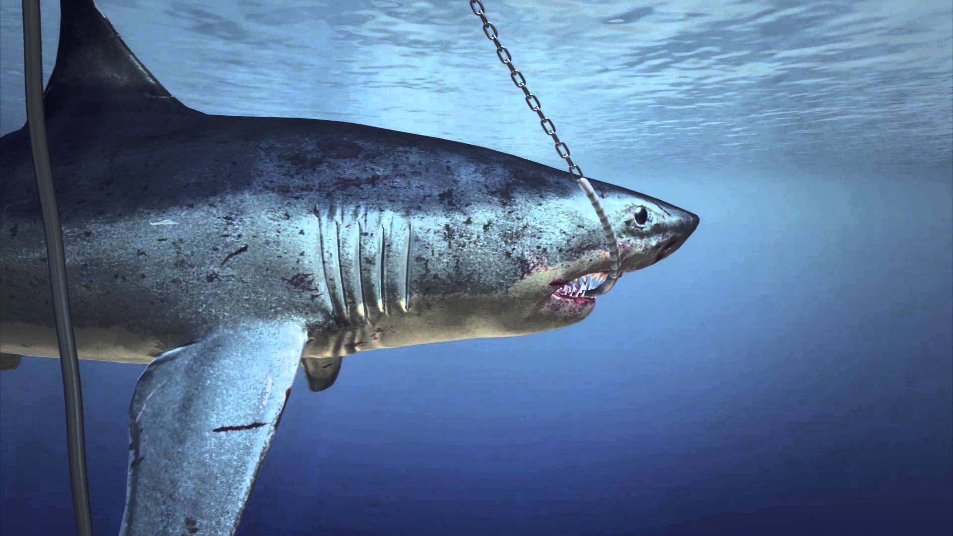 Groups oppose 'smart drumlines' to catch sharks