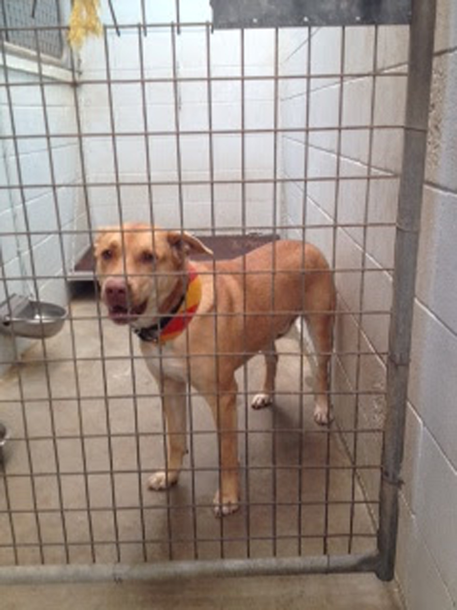 Dangerous dog stolen from Byron pound The Echo