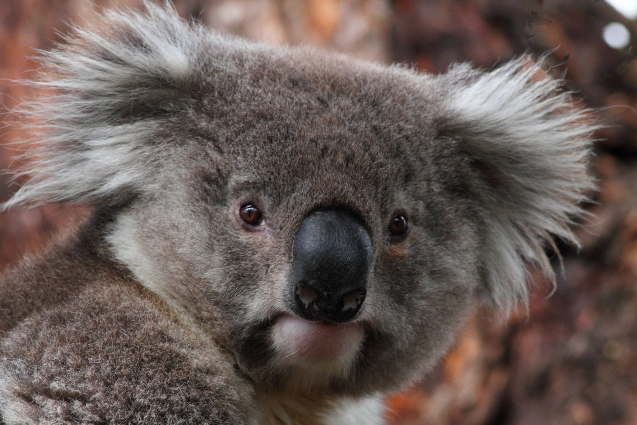 Ballina koala strategies 'a recipe for extinction' The Echo