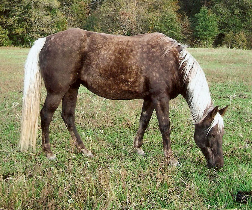Rocky Mountain Horse Silver Dapple