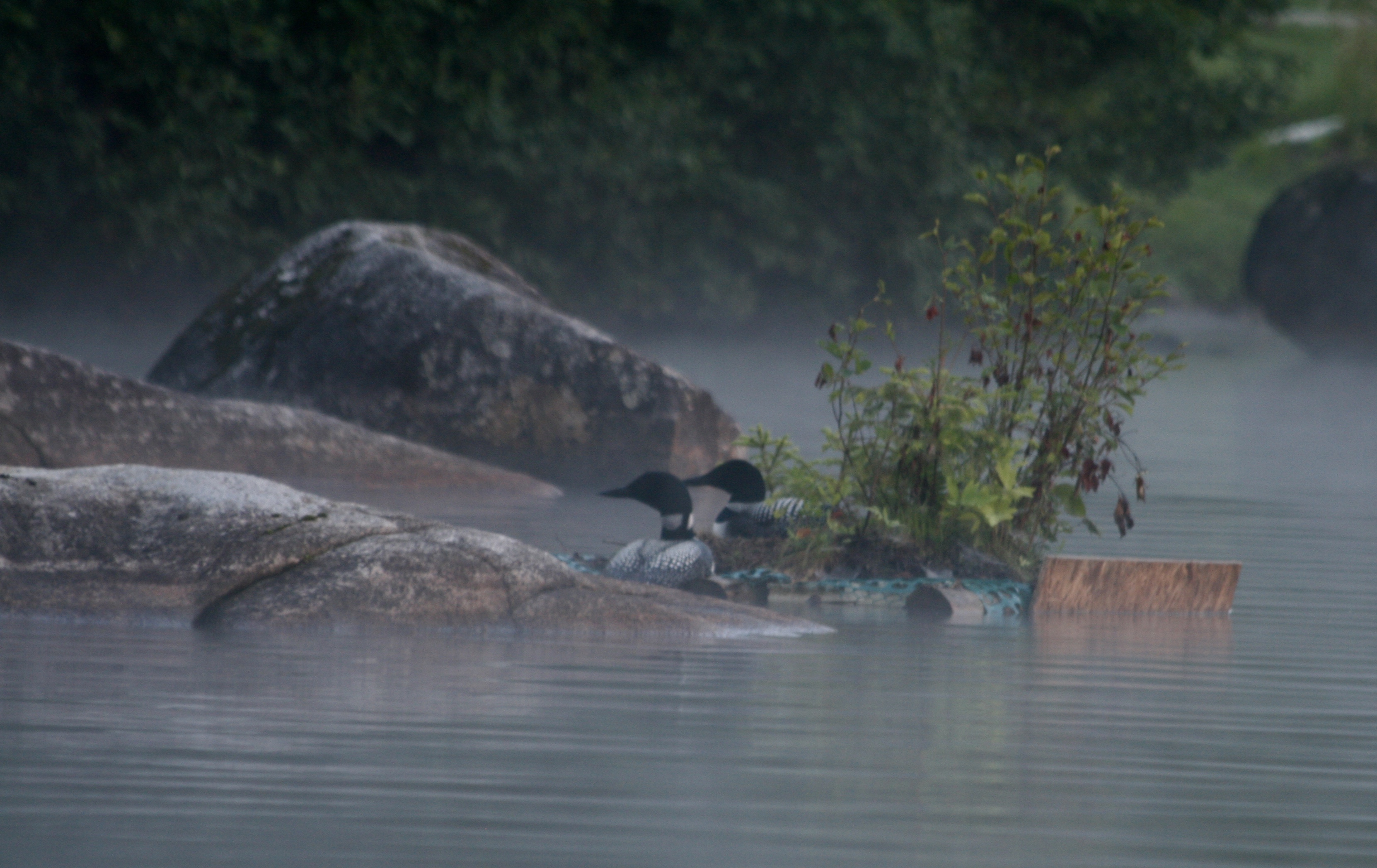 Loon Watch Echo Lake Protective Association