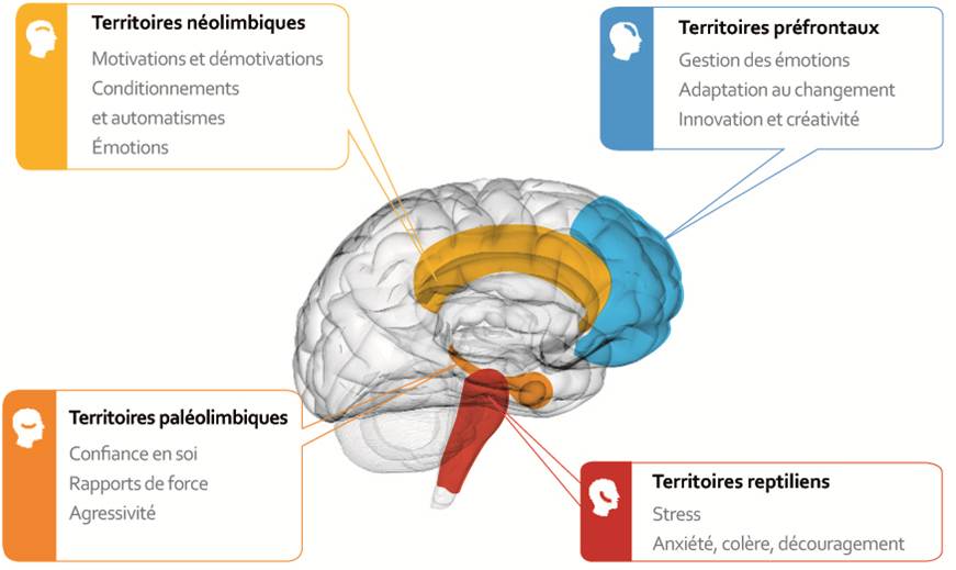 Comment savoir... qui gouverne dans le cerveau? Echos
