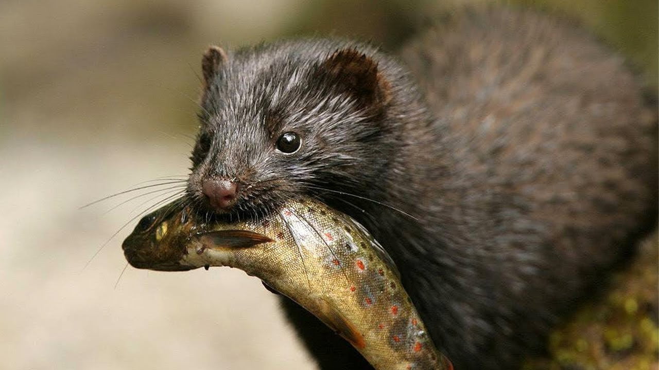 American Mink ÉcoOdyssée