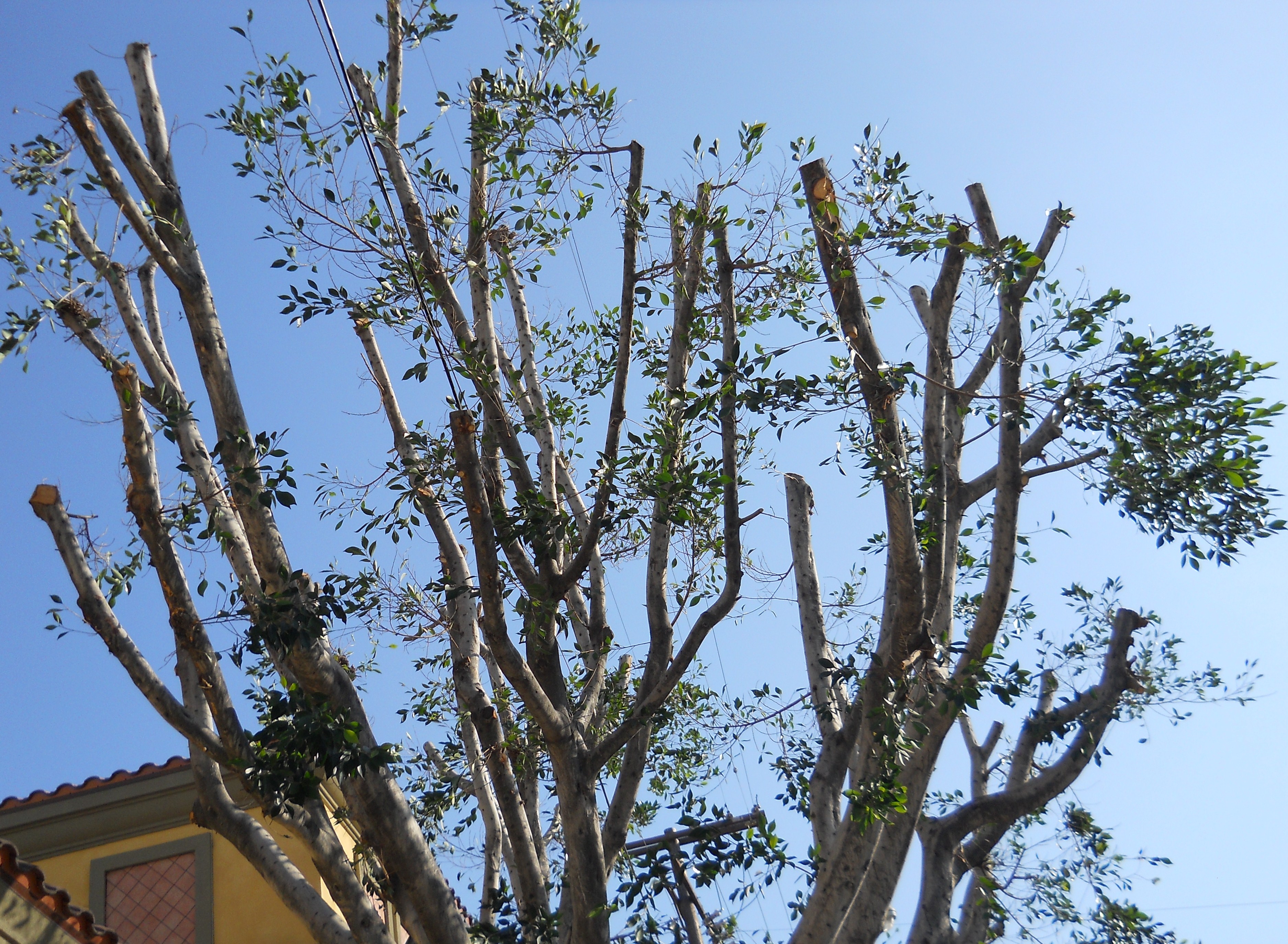 Should I Top My Tree to Reduce Its Size? EcoBeneficial!