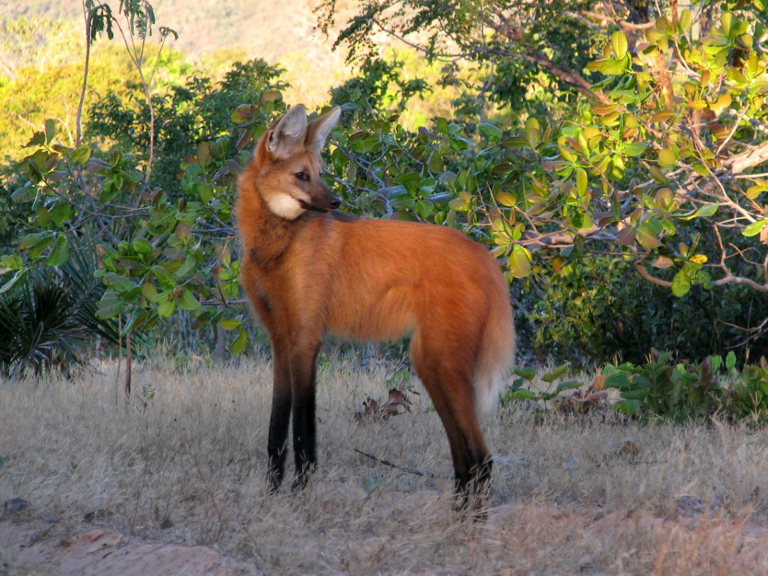 Lobo Guará EcoBocaina