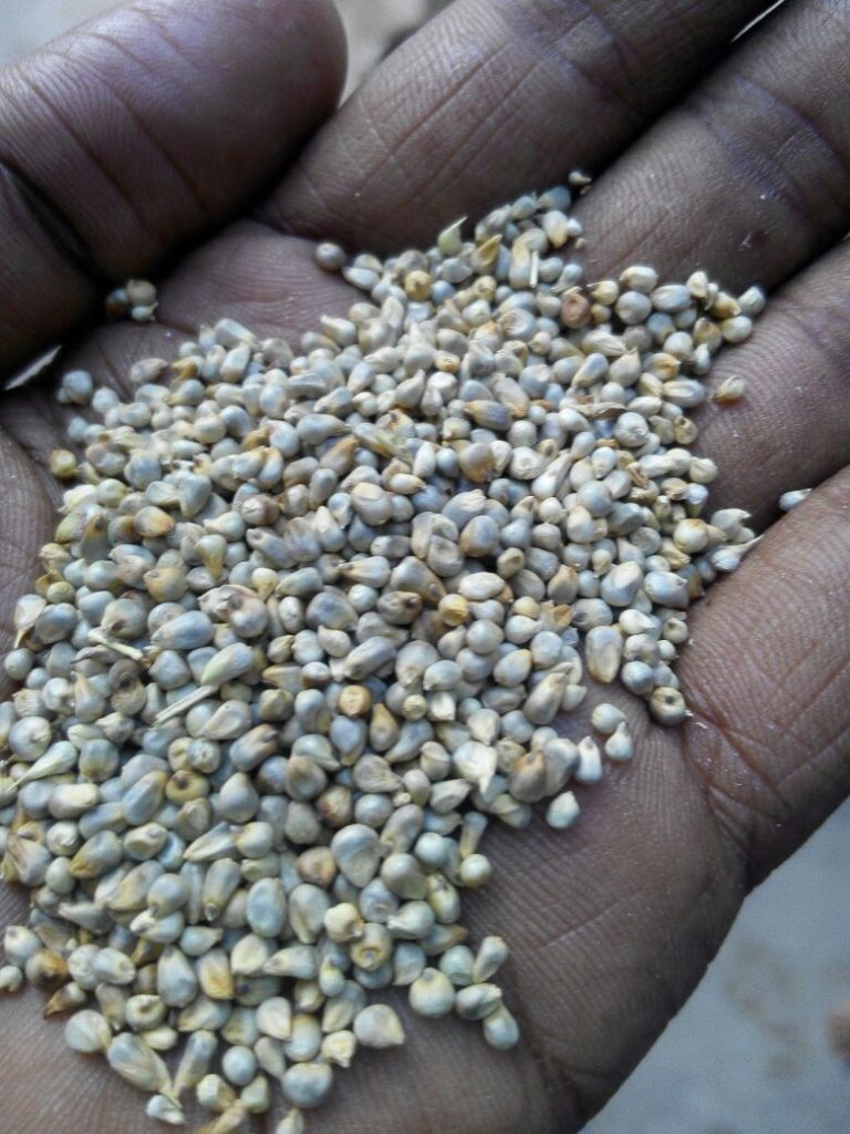 New Crop of Indian Green Millet Exporter of Grains, Wheat Flour