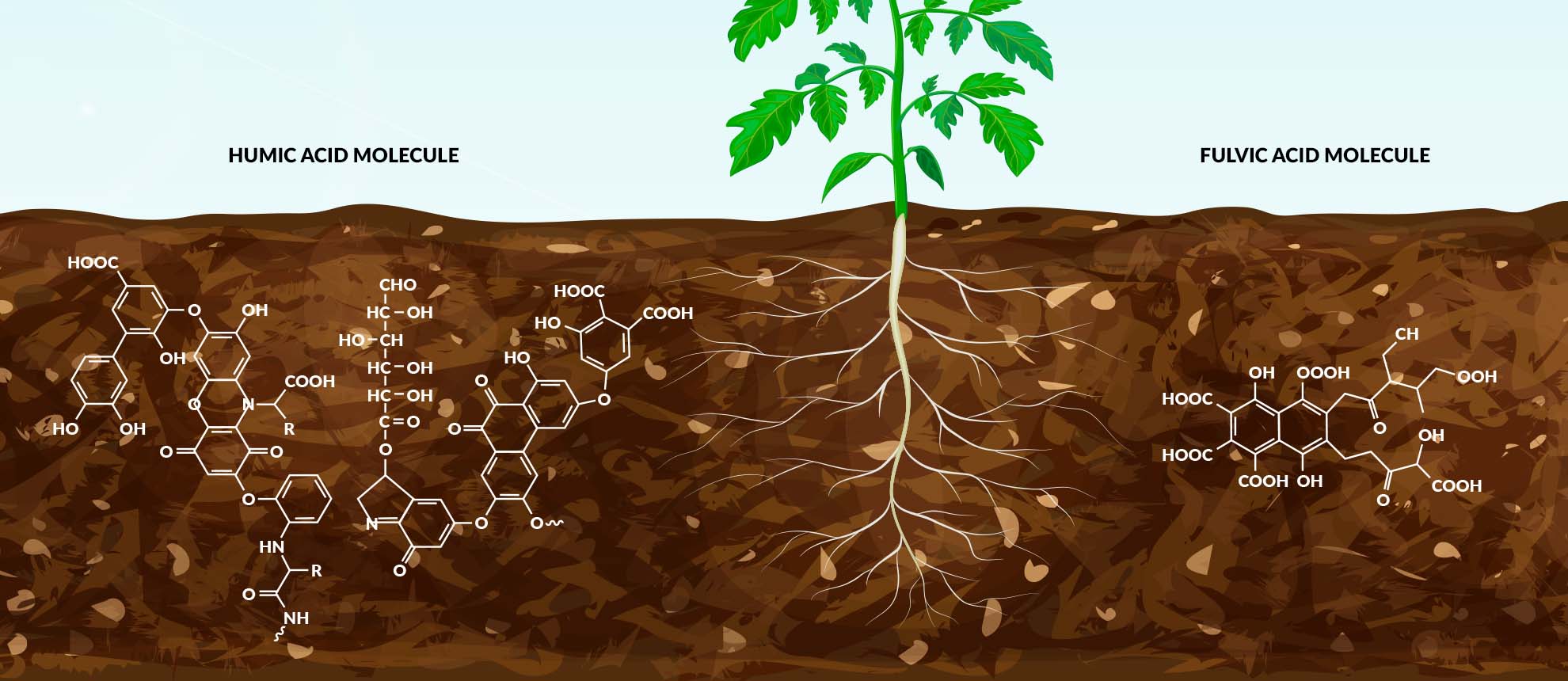 Why humic and fulvic acids Ecofarma