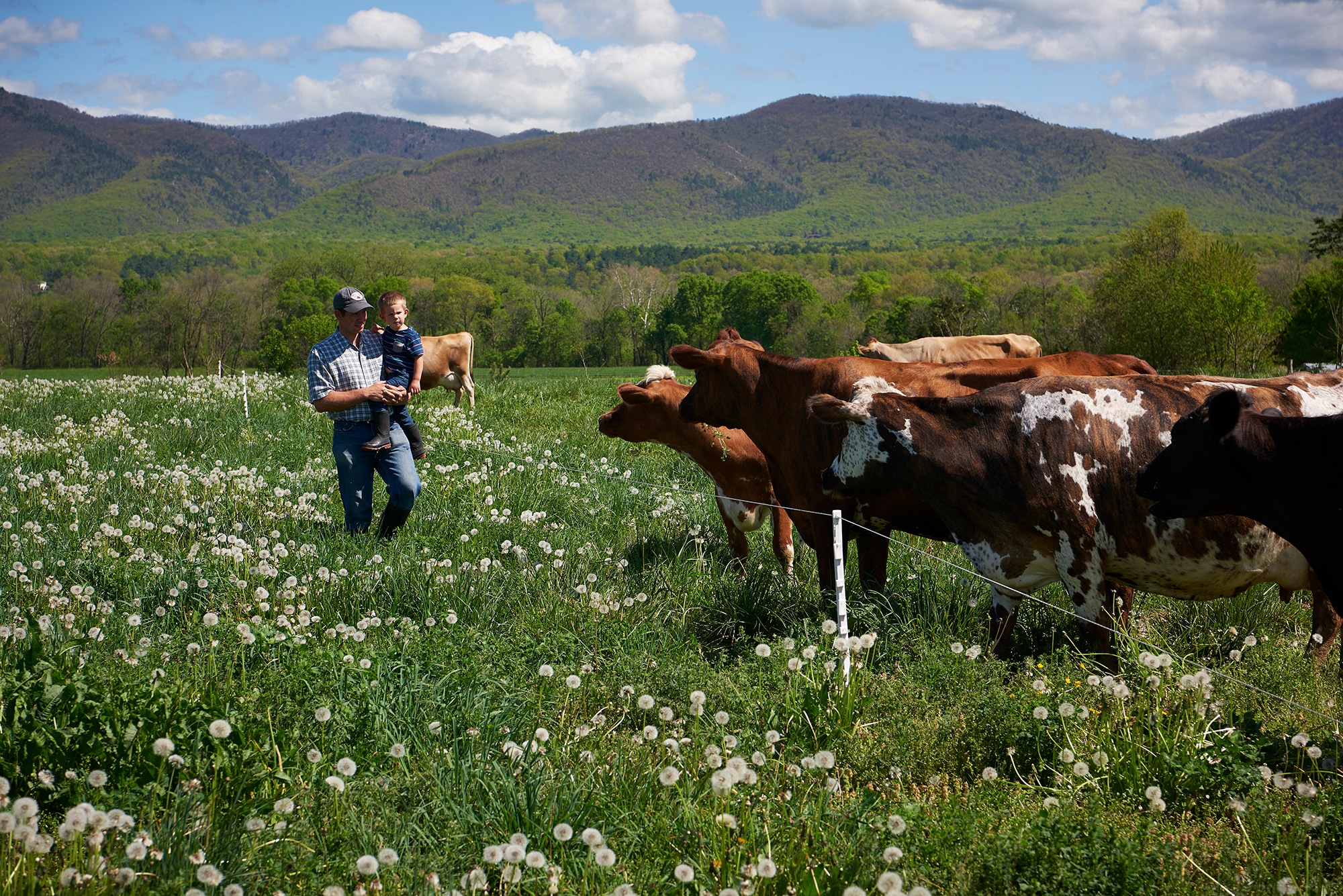 From Grass to Glass Organic Dairy Farming EcoFarming Daily
