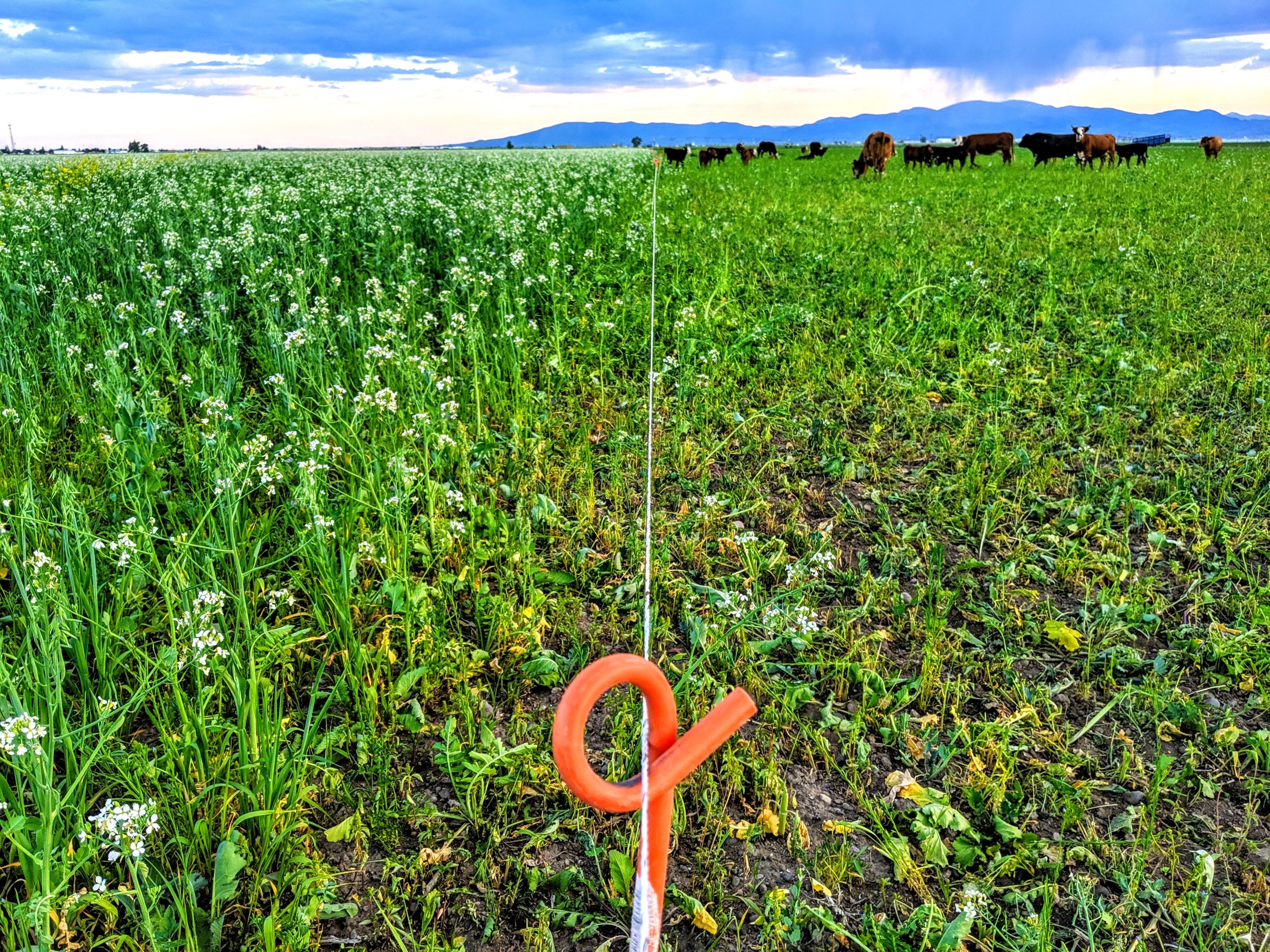 Cover Crop Grazing on a Vegetable Farm EcoFarming Daily