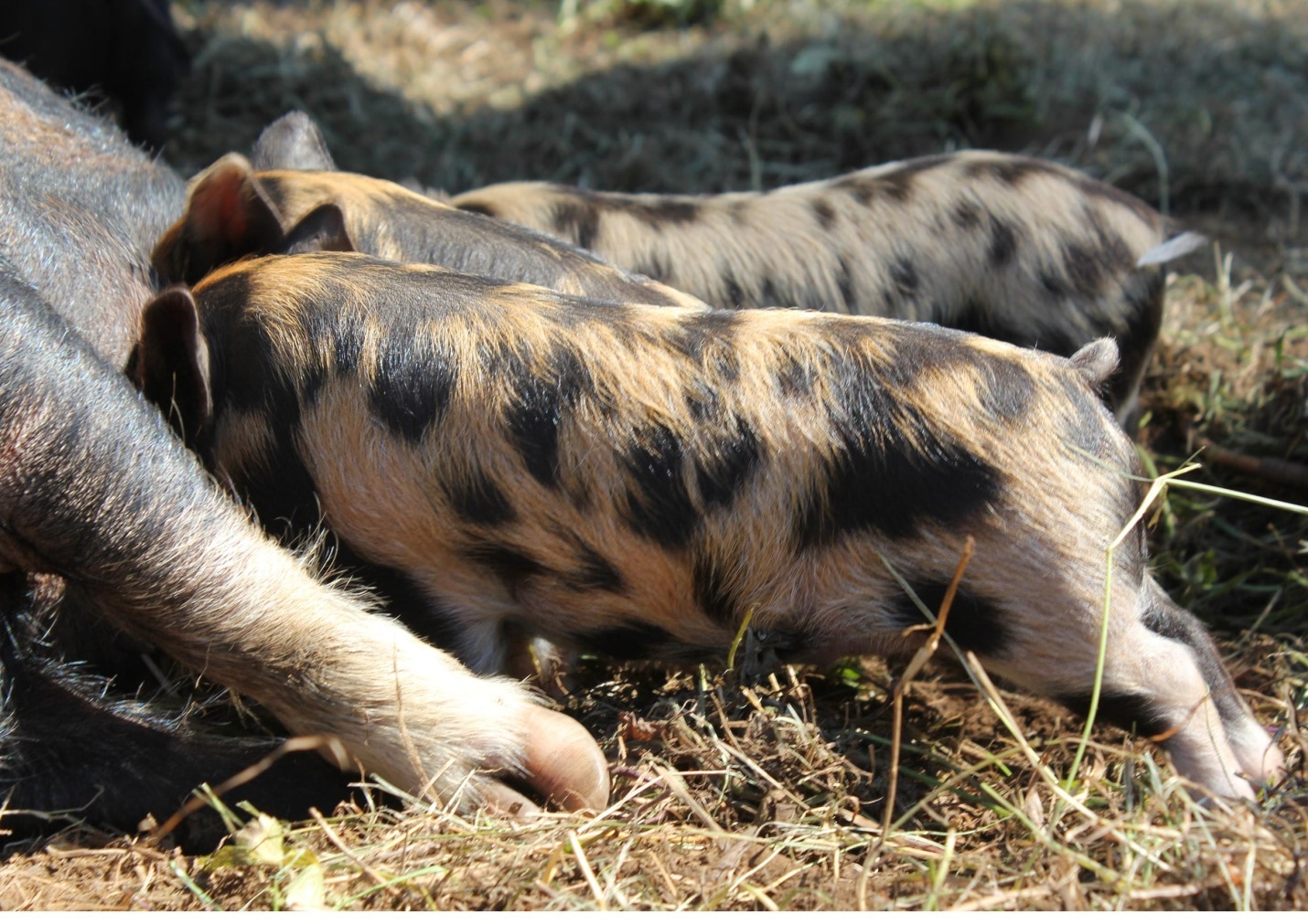 Kunekune Pigs Perfect for Small Farms EcoFarming Daily