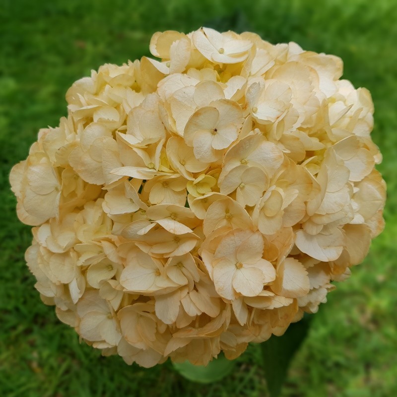 Fresh Peach Hydrangeas in a Box WeddingsBirthdaysGiftsDecoration