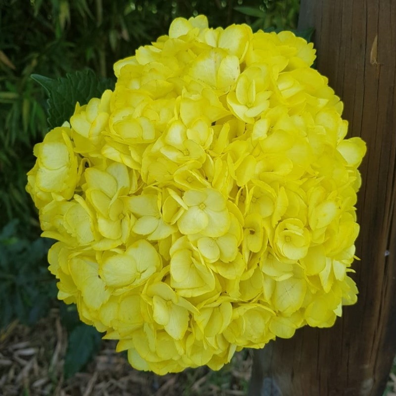 Fresh Yellow Hydrangeas in a Box WeddingsBirthdaysGiftsDecoration