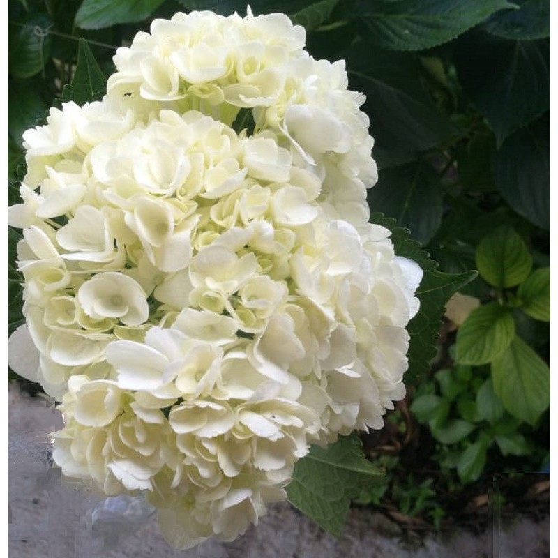 White hydrangeas in bulk, in a box, wedding flower arrangements