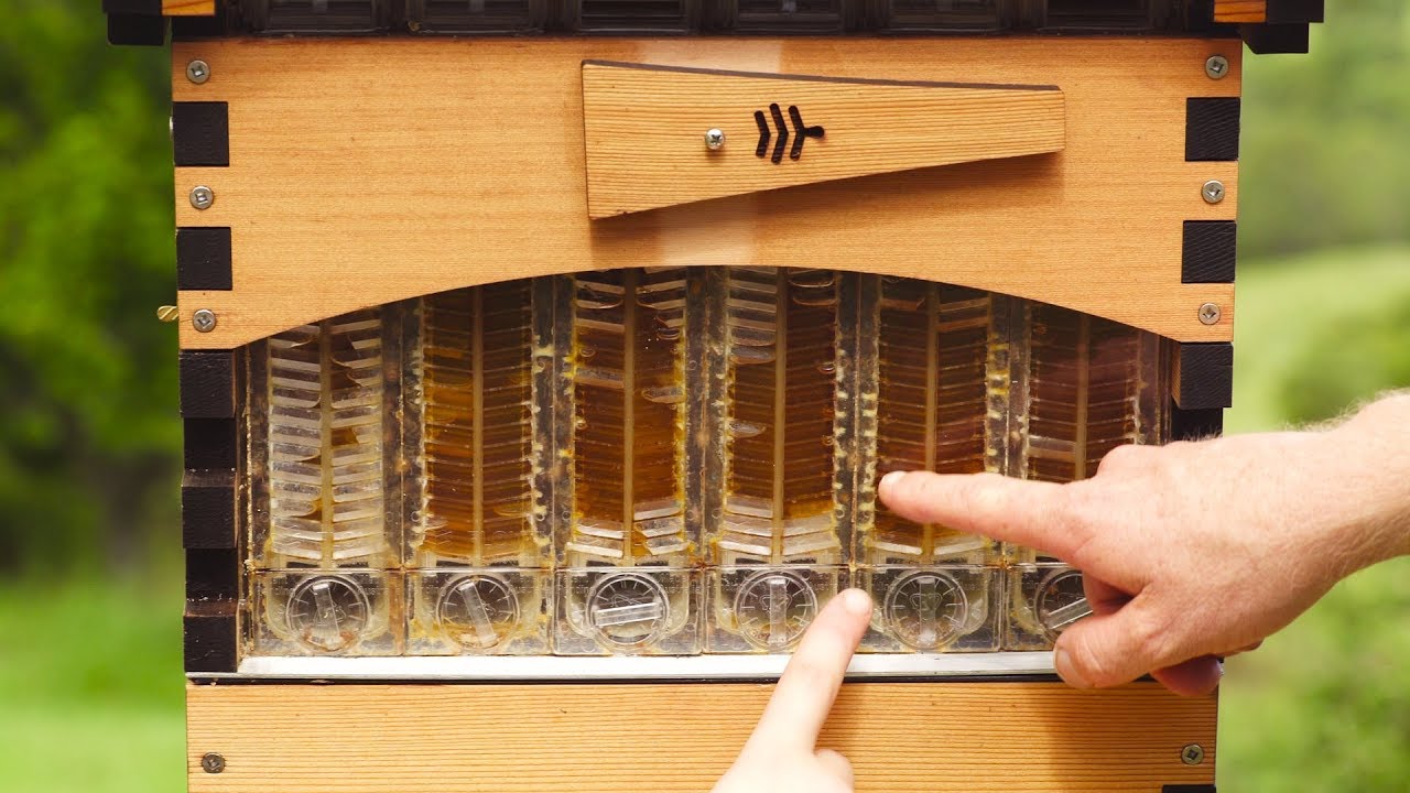 Innovative Bee Hives Modern Vs Traditional Beehives Lals Balanced