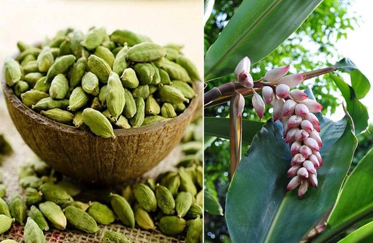 Cómo sembrar y cultivar Cardamomo de manera orgánica Eco Jardín Mágico