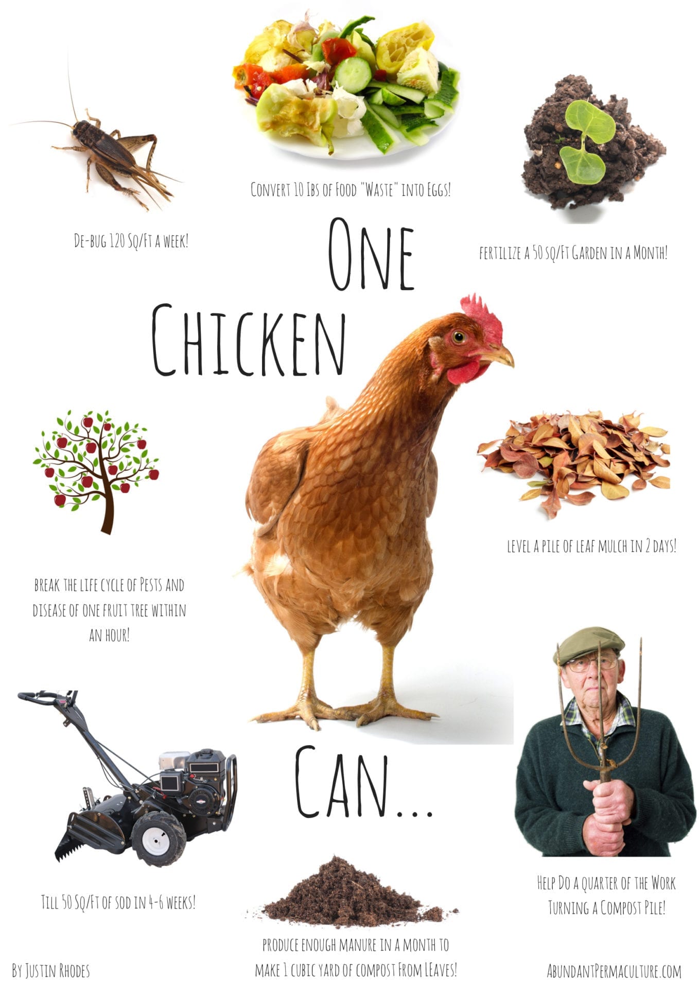 Chickens, or How to “Level Up” your Garden System Ecological