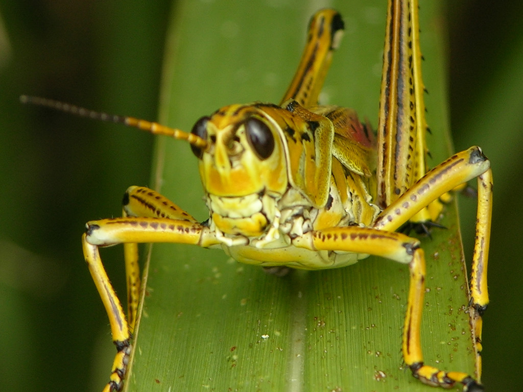 Plague locusts hatching and hungry in wet summer conditions at the NSW