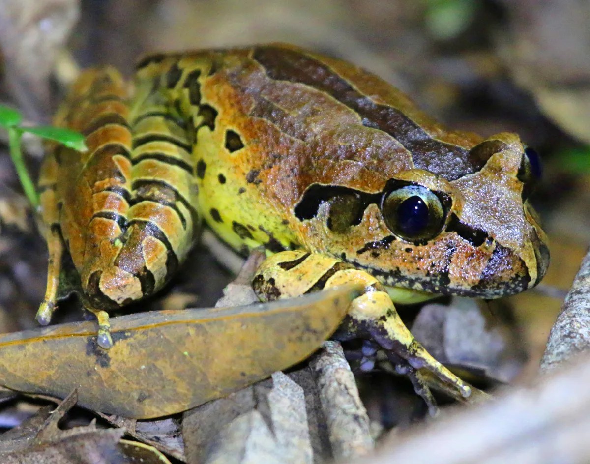 Amphibian chytrid fungus impacts on Australian frogs and