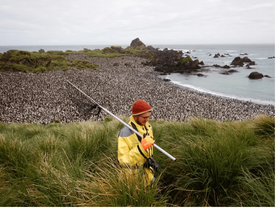 How a topnative predator is responding to rabbit