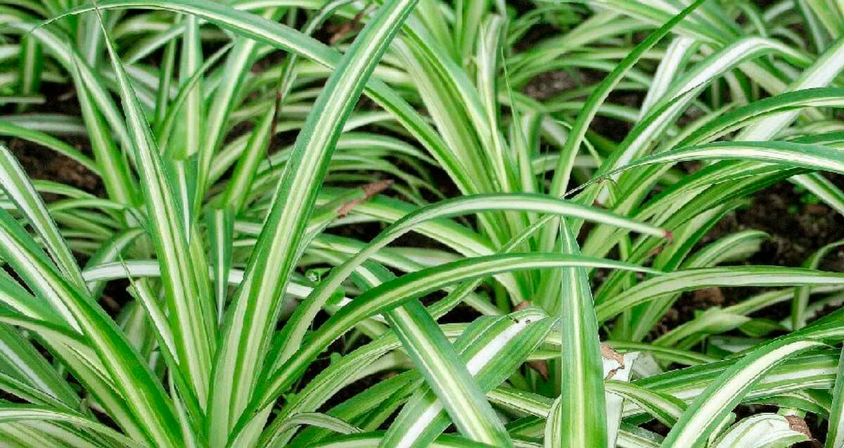 Estas plantas purifican el aire de su casa ¡manténgalas
