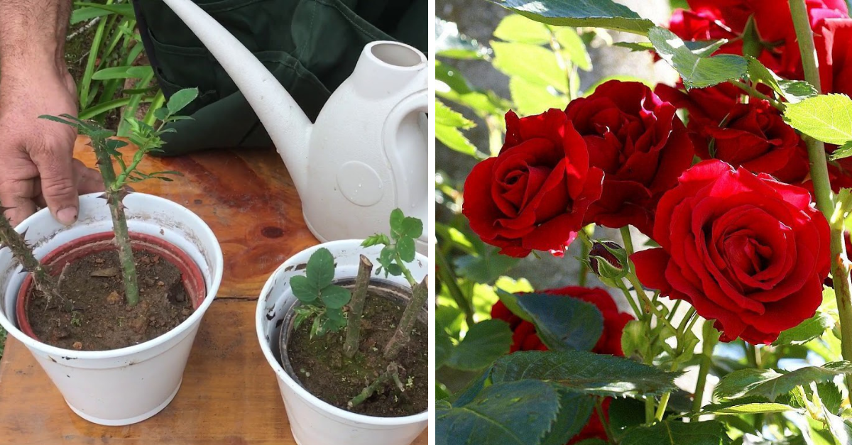 Paso a paso para reproducir los rosales por esquejes