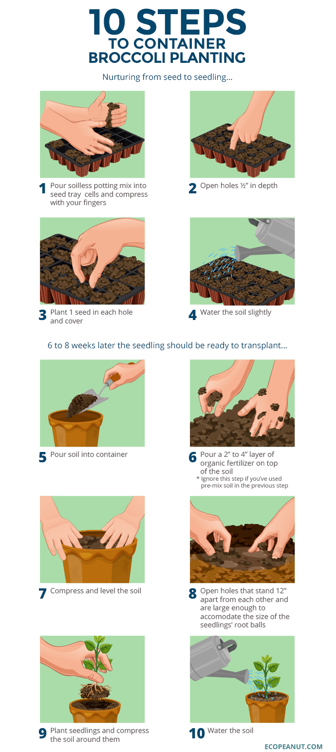 Growing Broccoli in Containers Eco Peanut