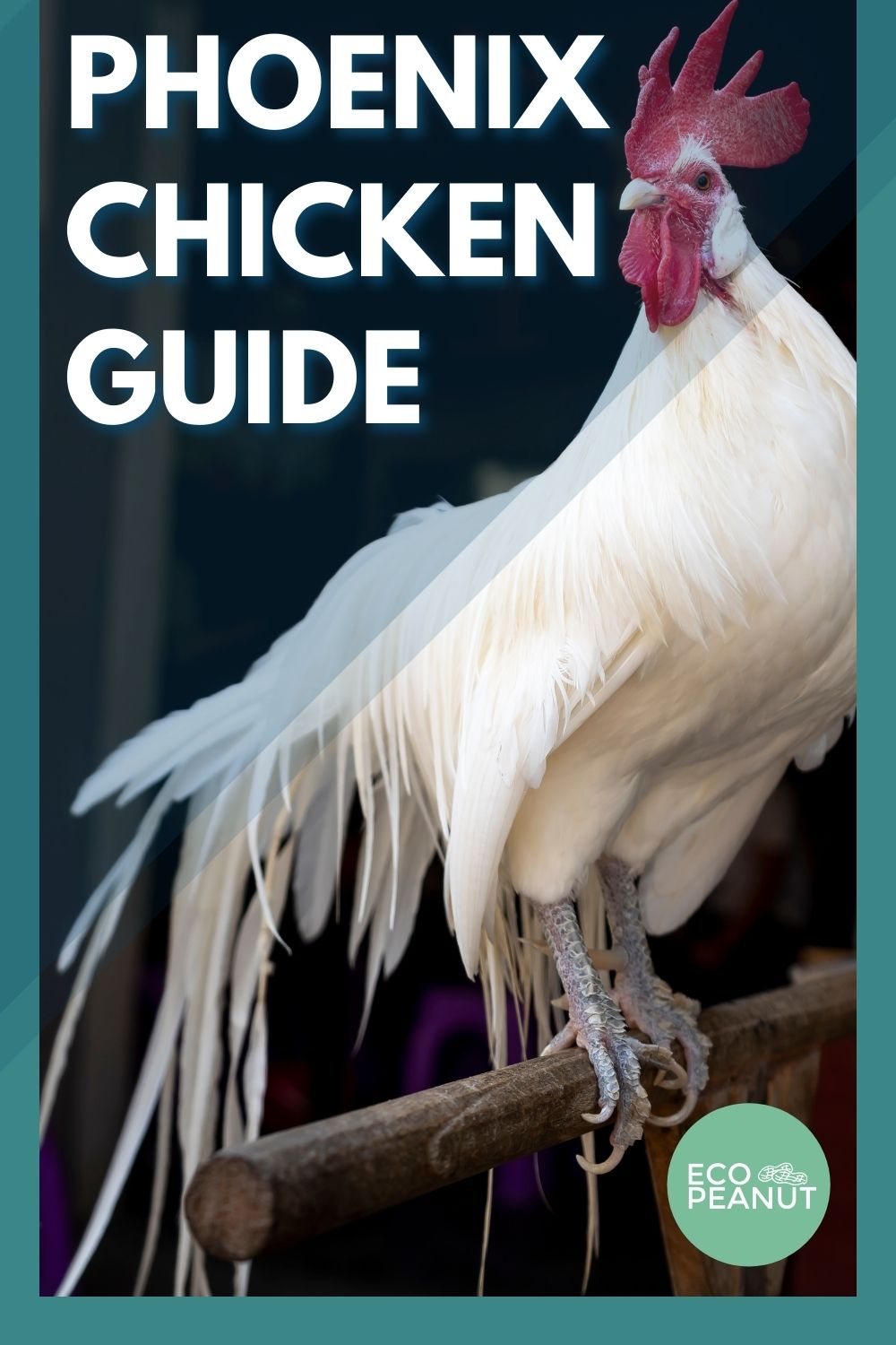 Phoenix Chicken Breed Guide Eco Peanut