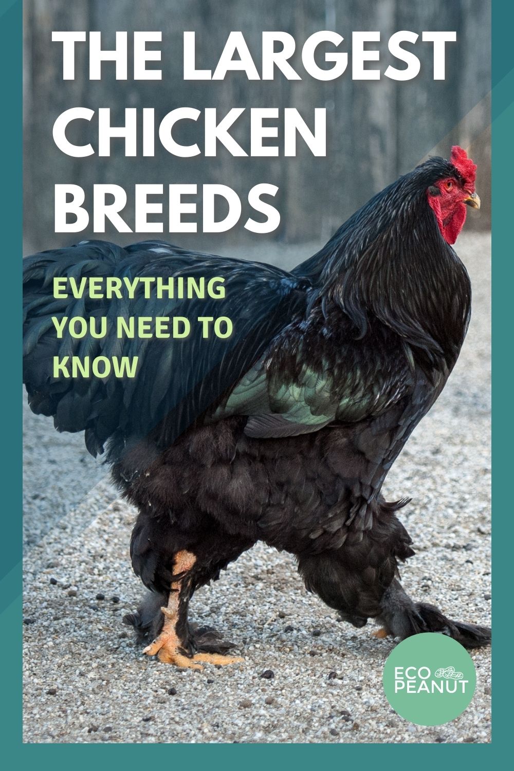 What Was The Biggest Chicken Ever at Ann Albert blog