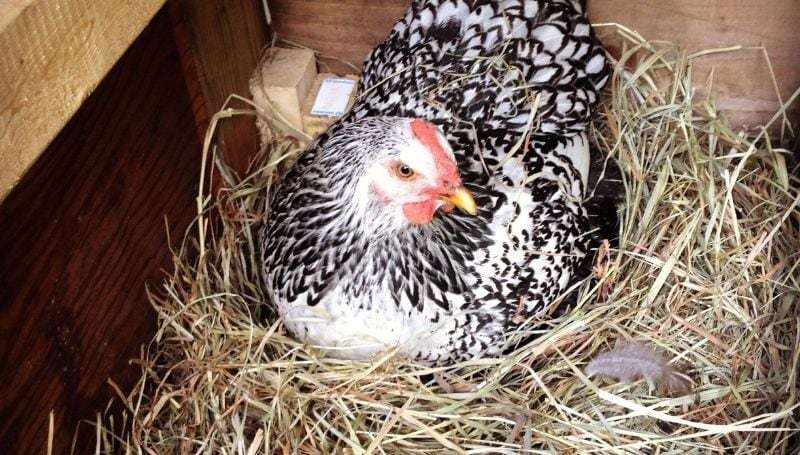 How to Break a Broody Hen 8 Humane Ways Eco Peanut