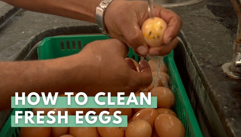 How To Clean And Store Fresh Chicken Eggs All Questions Answered