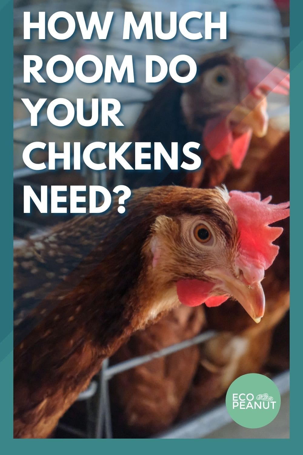 How Much Room Do Chickens Need?