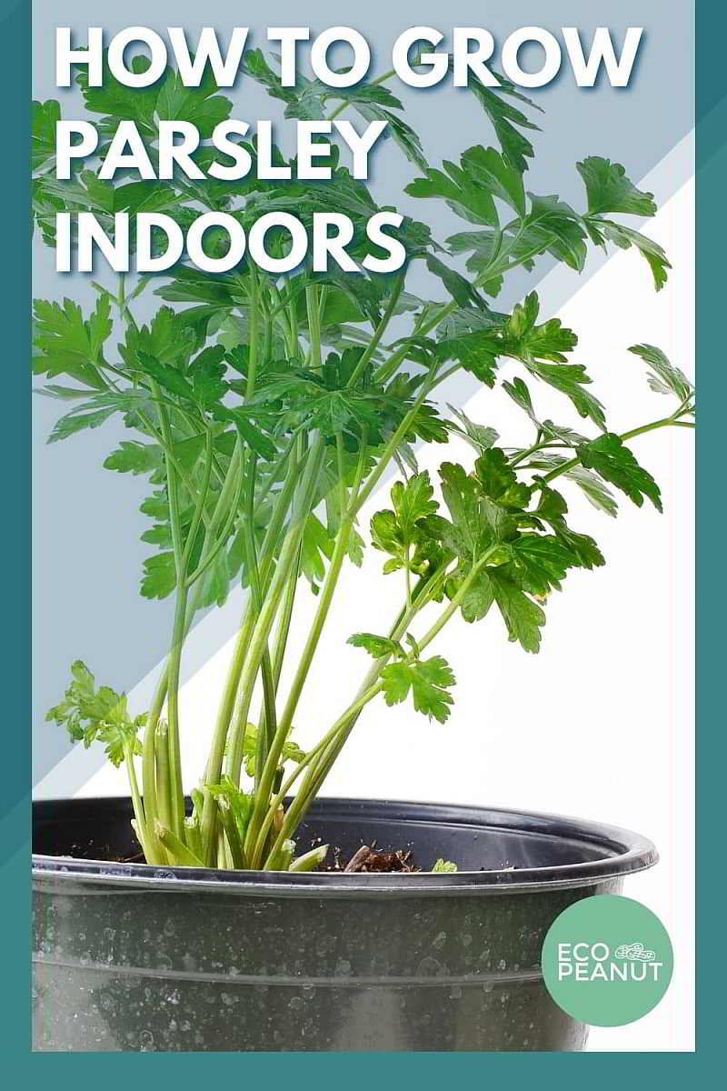 Growing Parsley Indoors 8 Easy Steps