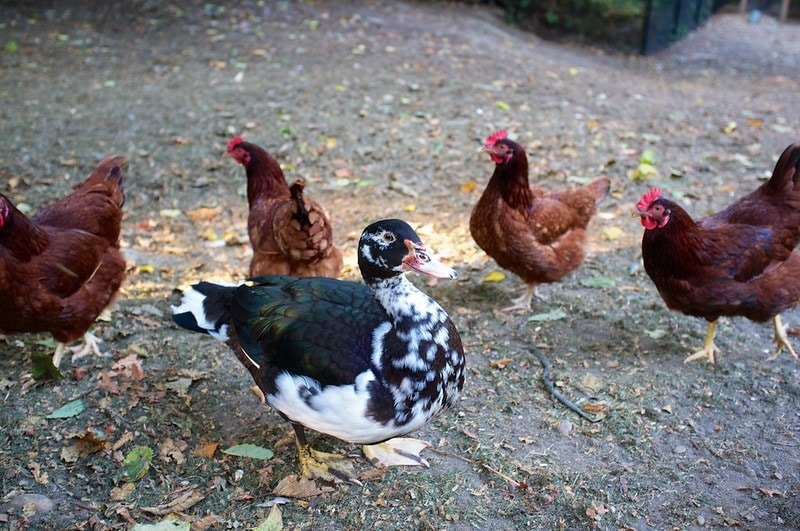Can a Chicken and a Duck Mate? Possible Hybrid? Eco Peanut