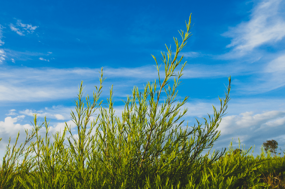 Septic Safe Bathroom Cleaner Shower Cleaner ECOS®