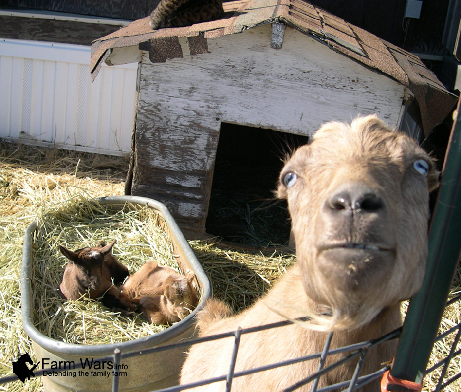 A Goat Will Keep You Alive Eco Snippets