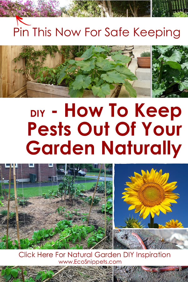 How To Keep Pests Out Of Your Garden Naturally With Worm Composting