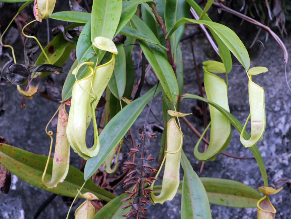 AUSTRALASIAN Tropical & Subtropical Moist Broadleaf Forest plants