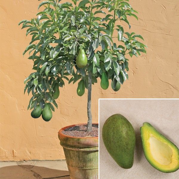 How to Grow an Avocado Tree From Its Pit Ecotek Green Living