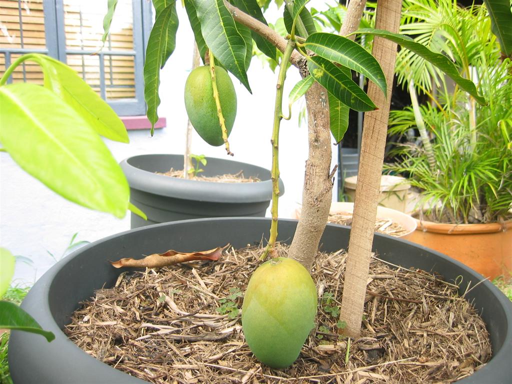 How To Grow Mango Tree In Pot! Ecotek Green Living