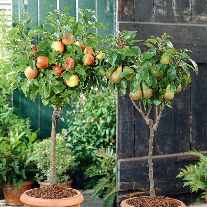 How To Plant A Tree In A Container at Michelle Kendall blog