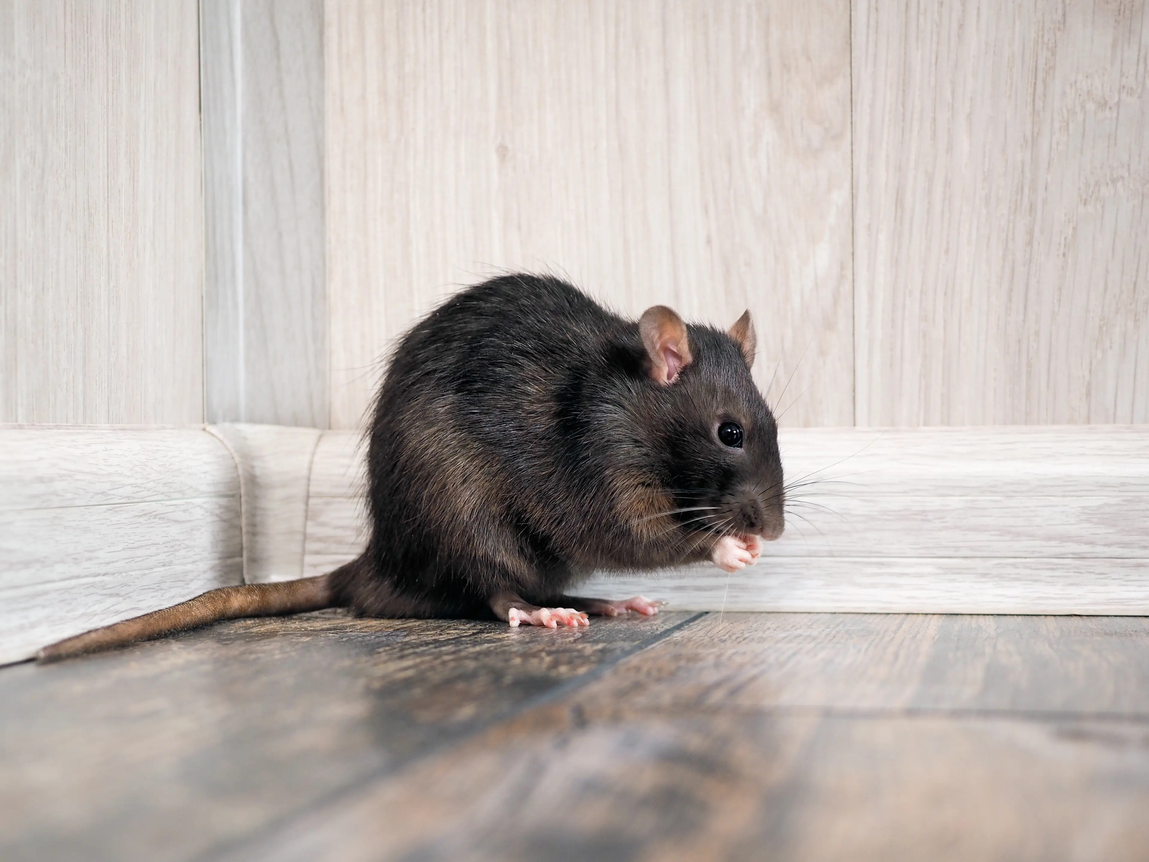 How Do I Get Rid of Rodents? EcoTek