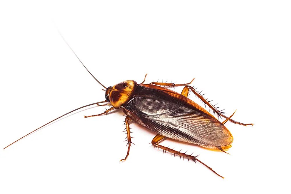 Cockroach Removal and Control Service EcoTek Pest Control