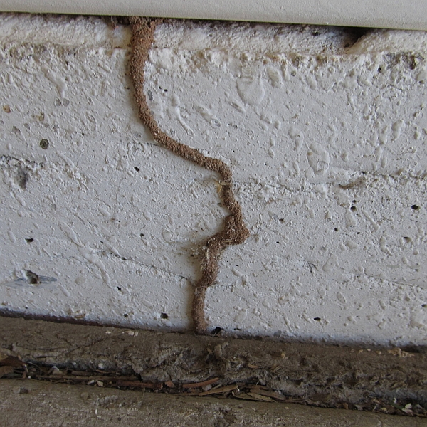 Termite Control Raleigh, NC 100% Guaranteed
