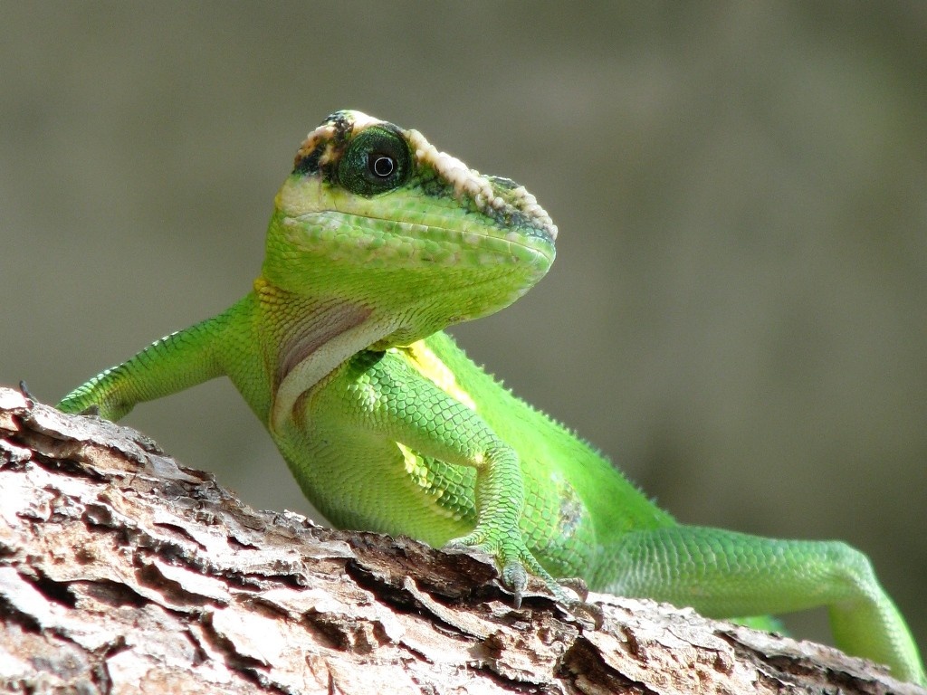 Intervenidos en Algeciras trece reptiles vivos enviados