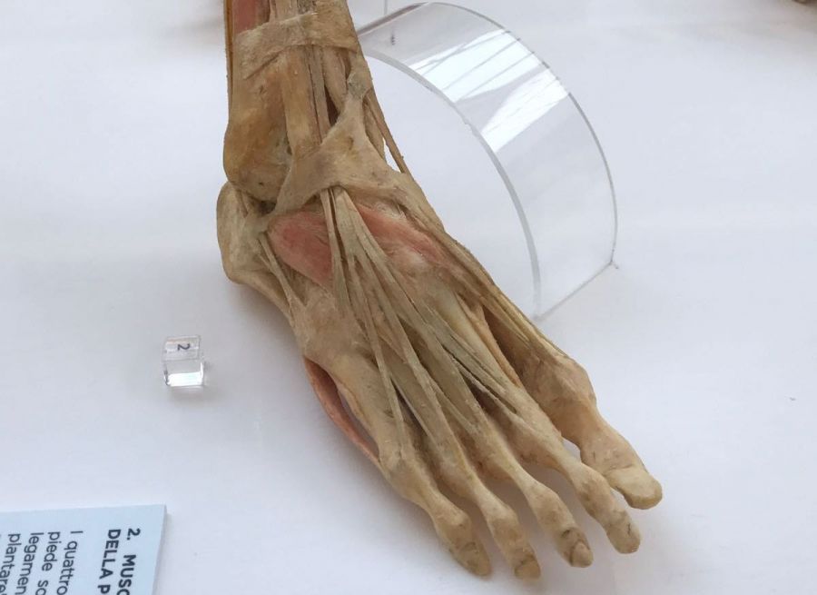 Il corpo umano, la macchina perfetta alla mostra Oltre l'Uomo quattro
